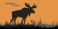 Black silhouette of one moose standing in the grass